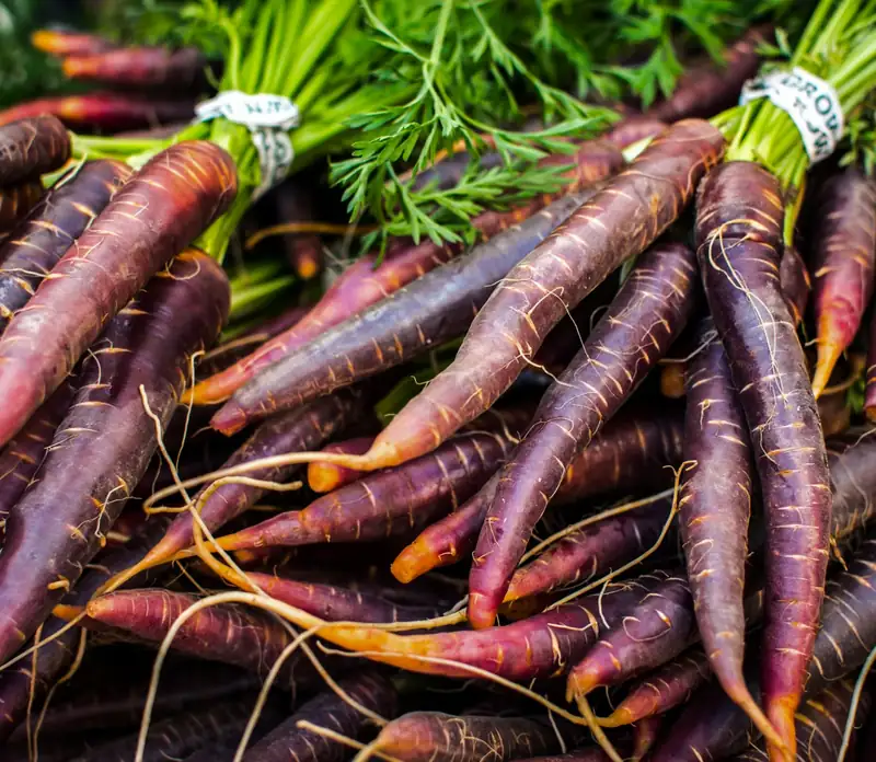 Bottes de carottes violettes sur un étal de marché