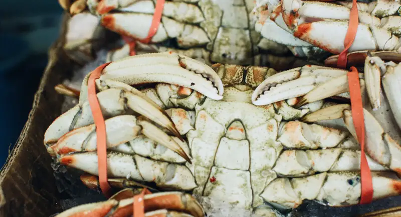 Crabes frais sur un étal